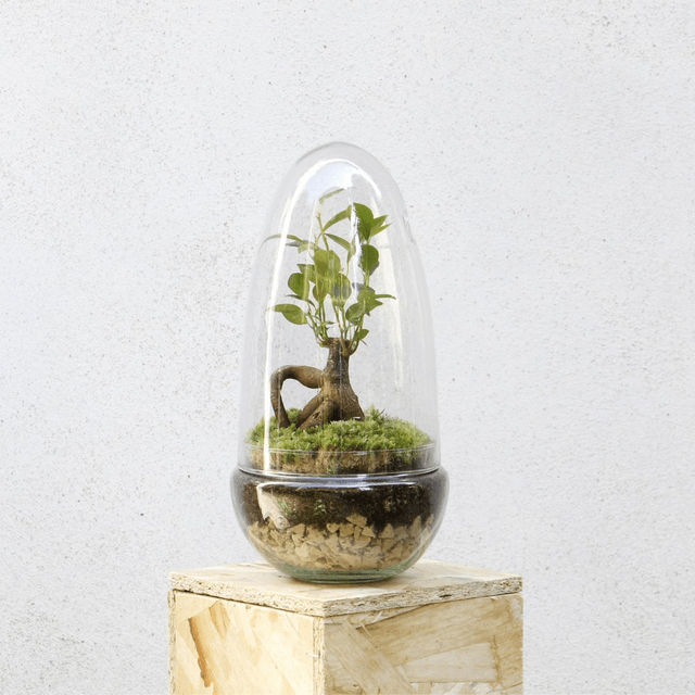 Terrarium Ficus Ginseng