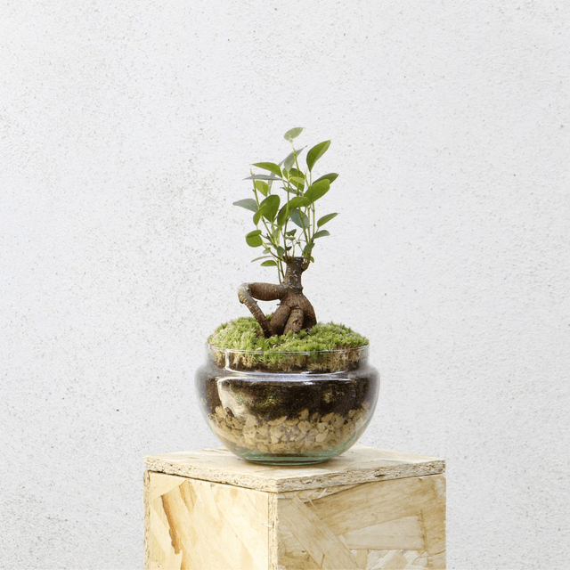 Terrarium Ficus Ginseng