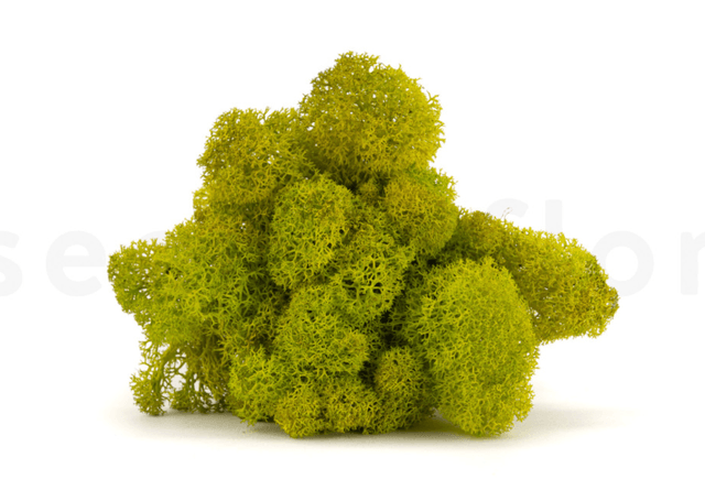 Muschio stabilizzato - Lime Green