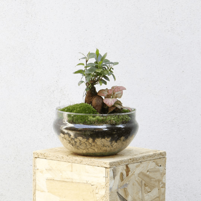 Terrarium Ficus Ginseng con Fittonia colorata