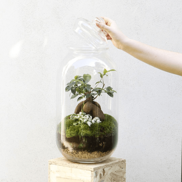 Terrarium Cloche grande con Ficus Ginseng 