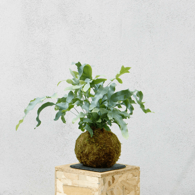 Phlebodium Kokedama 