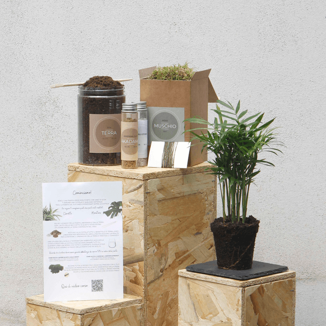 Kit Kokedama DIY