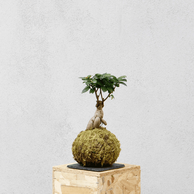 Ficus Ginseng Kokedama 
