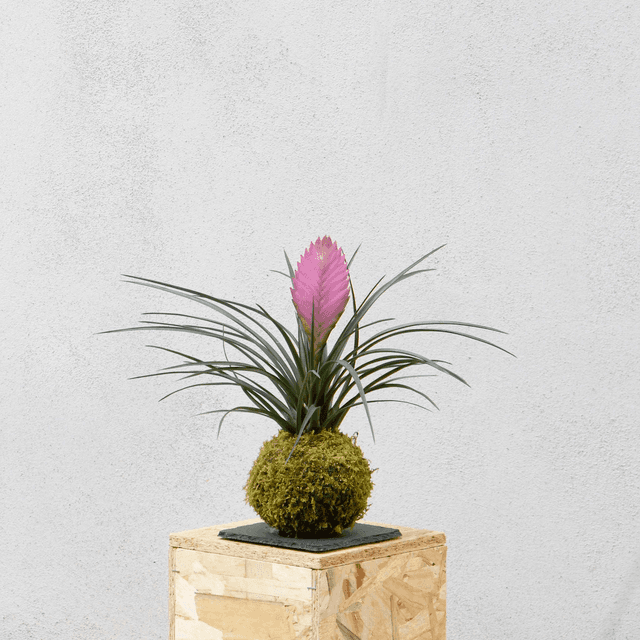 Tillandsia Kokedama 