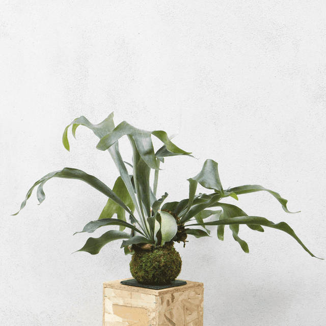 Platycerium Kokedama 