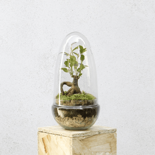 Terrarium Ficus Ginseng