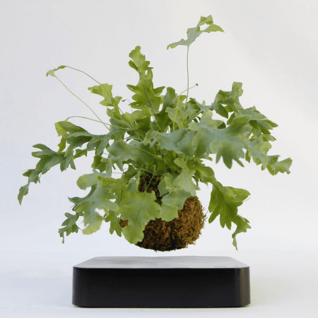 E-DEN © - Kokedama volante