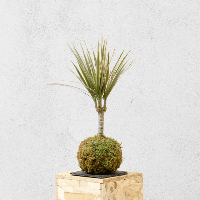 Marginata Kokedama 