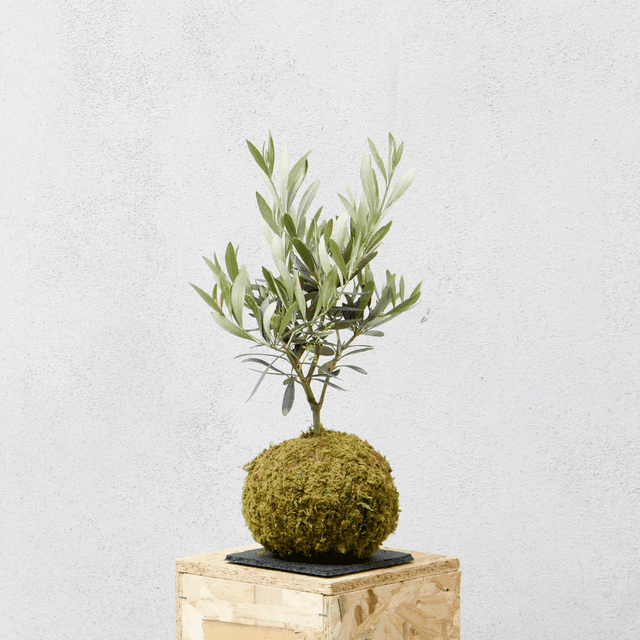 Ulivo Kokedama