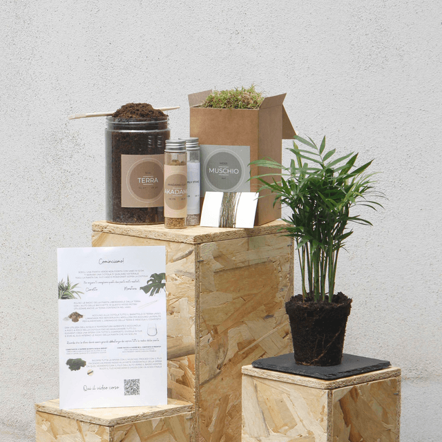 Kit Kokedama DIY
