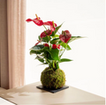 Anthurium Rosso Kokedama