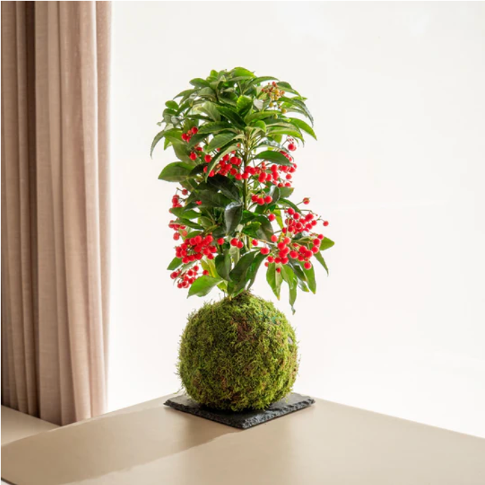 Ardisia Kokedama