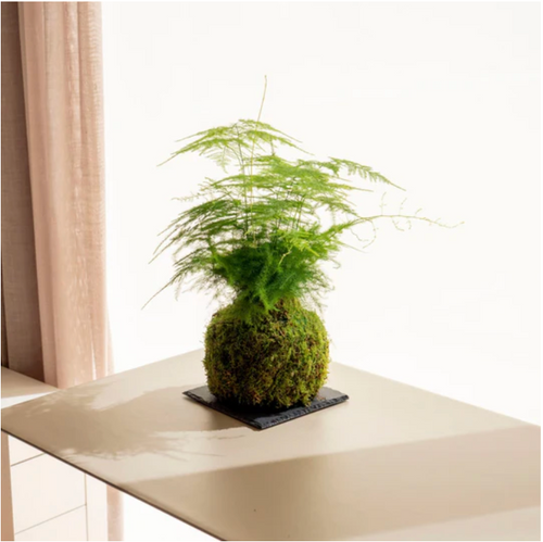 Asparagus Kokedama