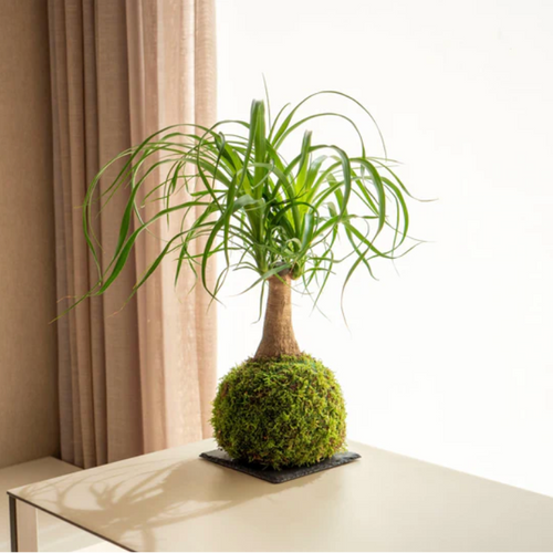 Beucarnea Kokedama
