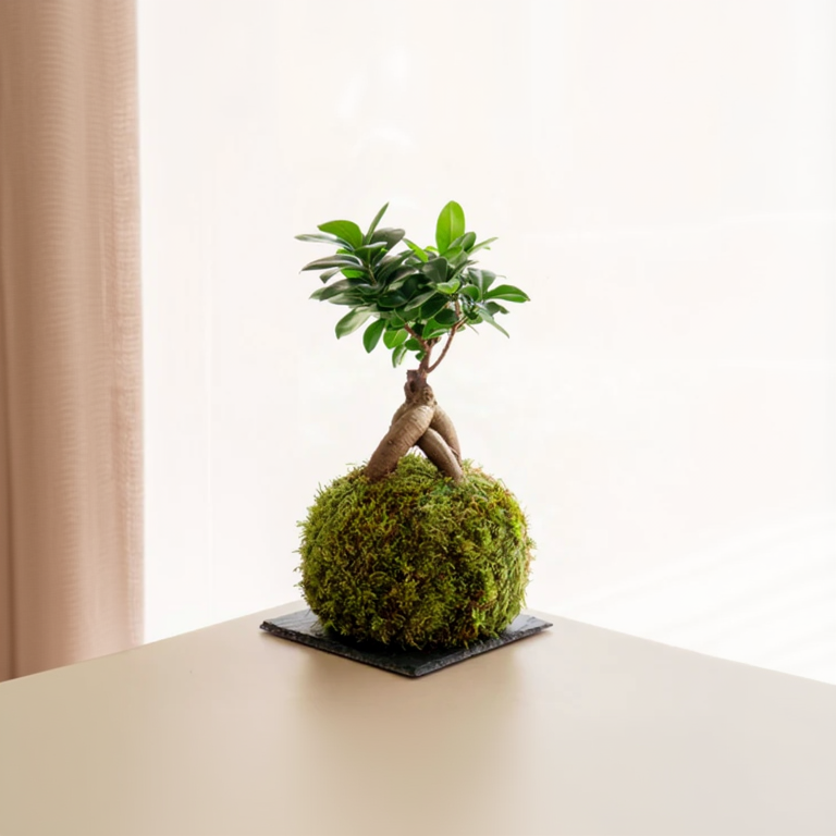 Ficus Ginseng Kokedama
