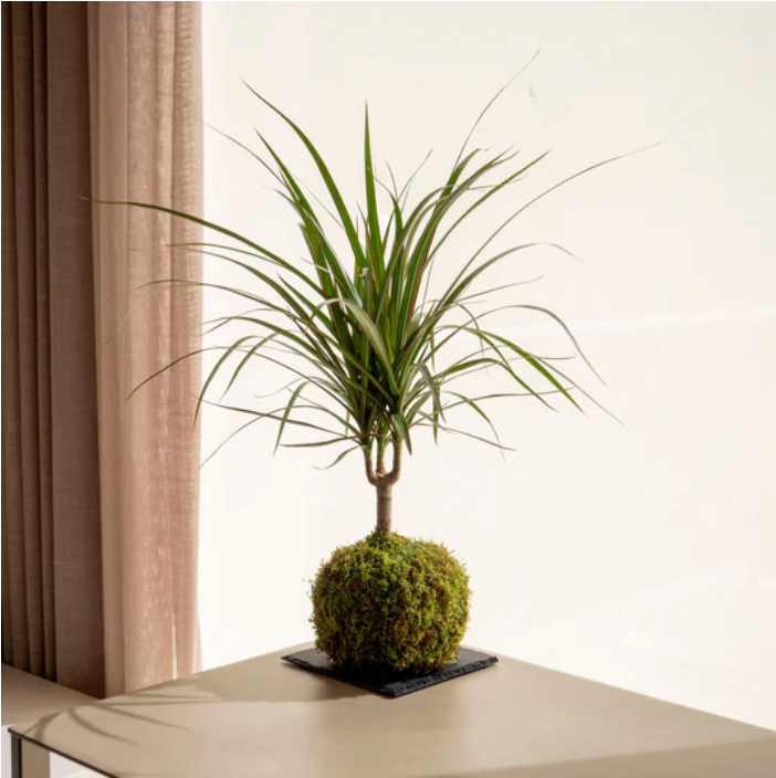 Marginata Dracena Kokedama