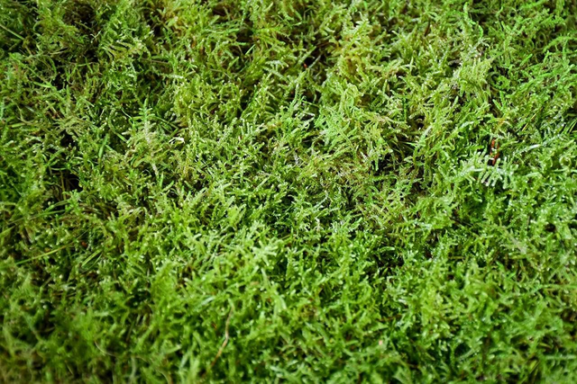 Muschio naturale pulito