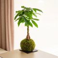 Pachira Kokedama