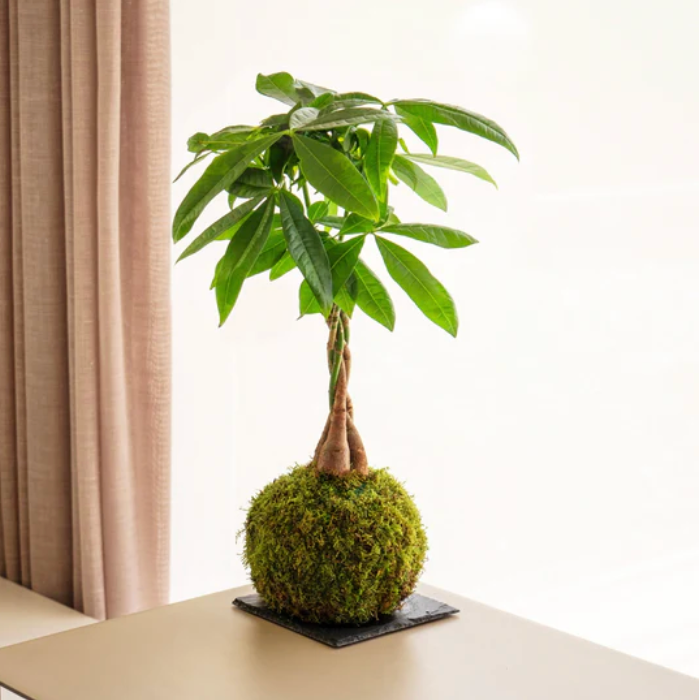 Pachira Kokedama
