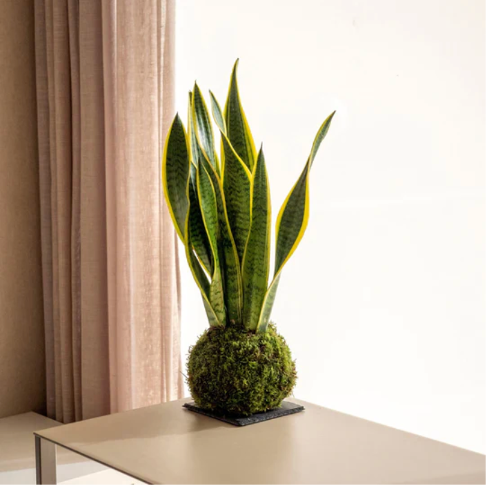 Sansevieria Kokedama