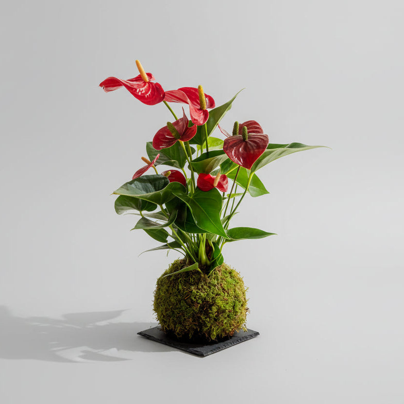Anthurium Rosso Kokedama
