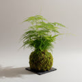 Asparagus Kokedama