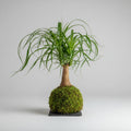Beucarnea Kokedama