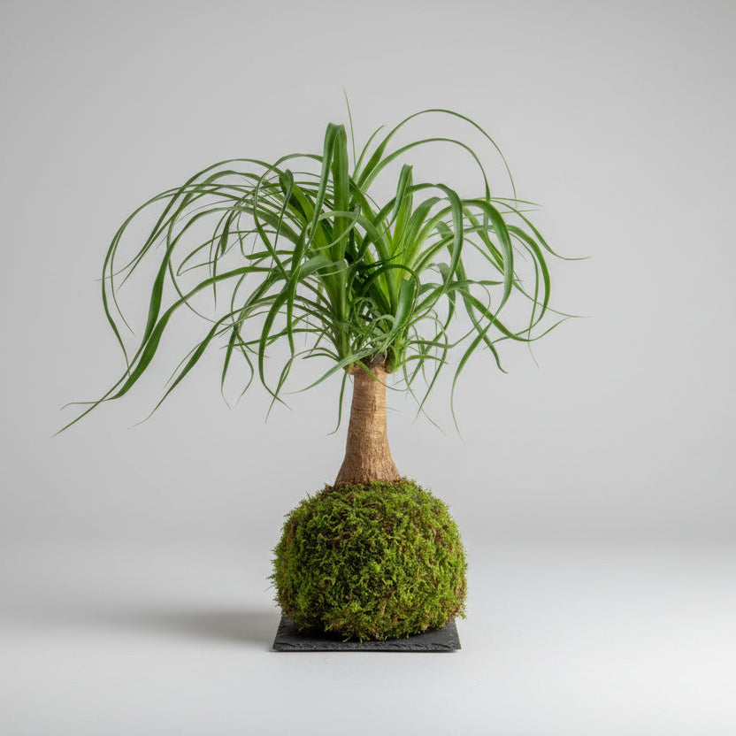 Beucarnea Kokedama