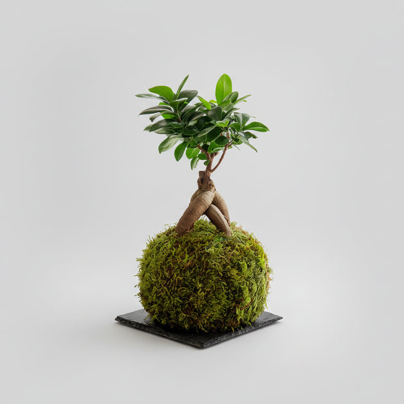Ficus Ginseng Kokedama