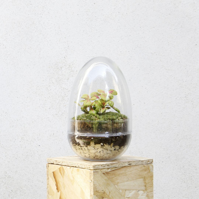 Terrarium Fittonia Bubble Green