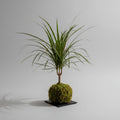 Marginata Kokedama