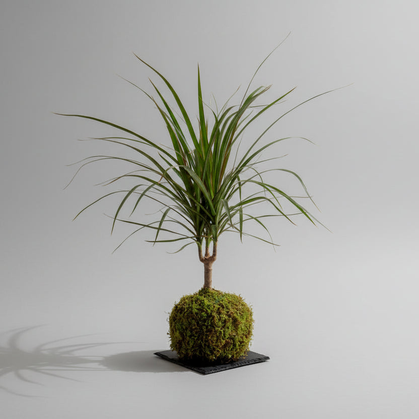 Marginata Kokedama