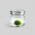 Marimo