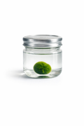 Marimo