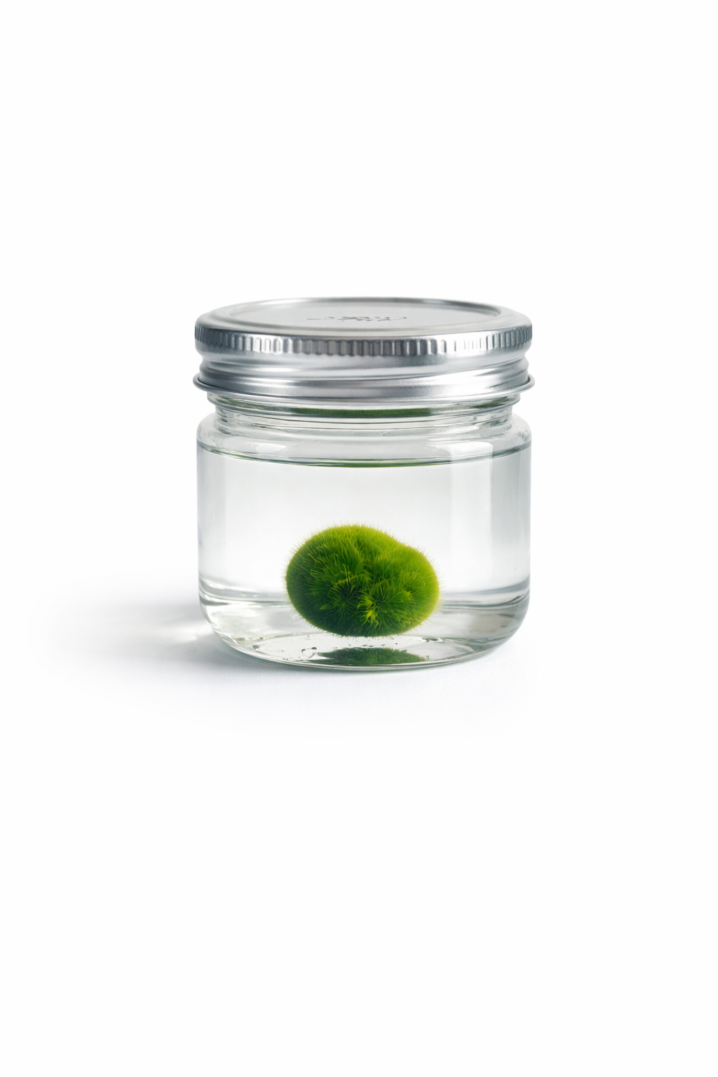 Marimo