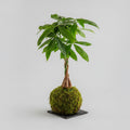 Pachira Kokedama