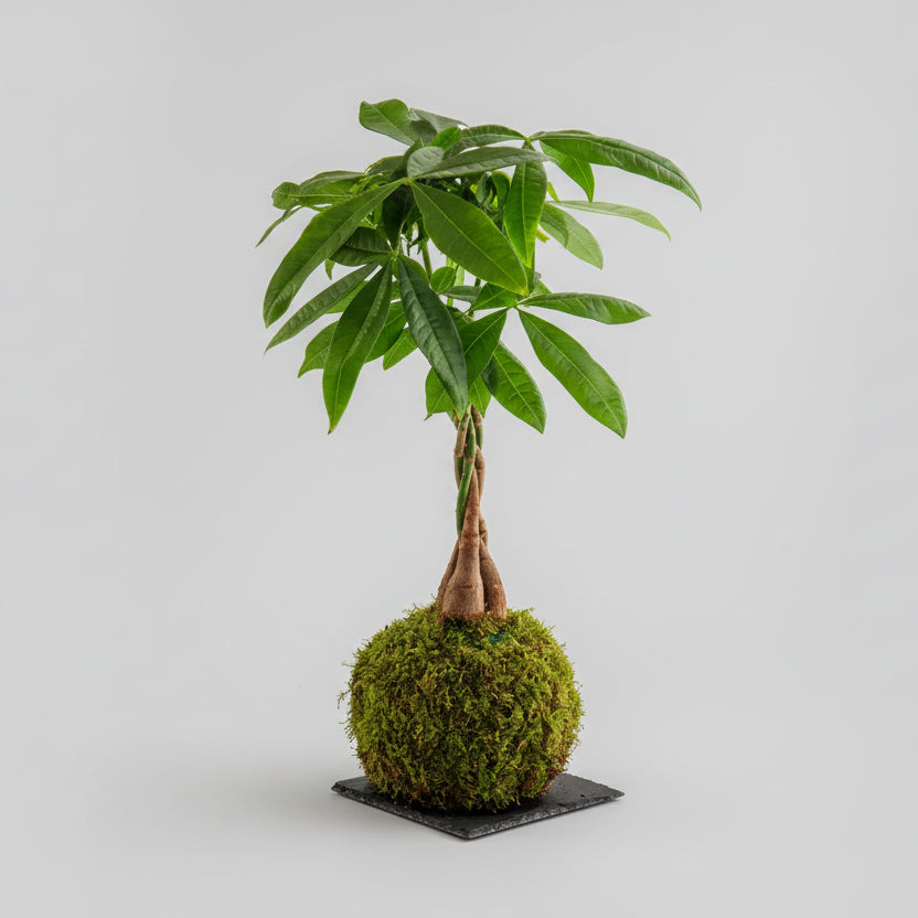 Pachira Kokedama