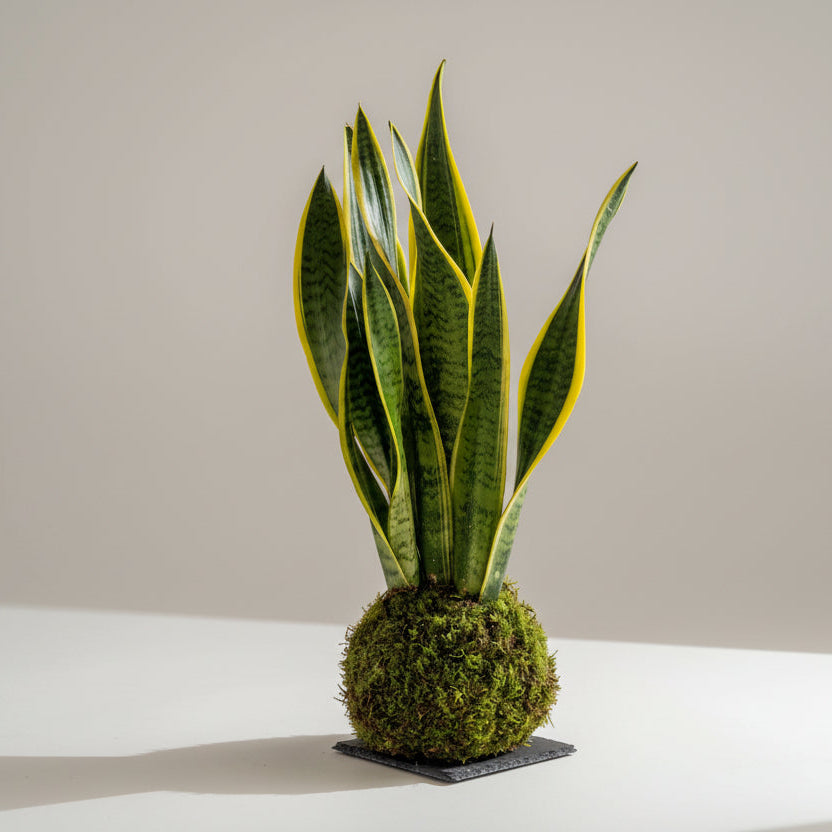 Sansevieria Kokedama
