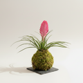 Tillandsia Kokedama