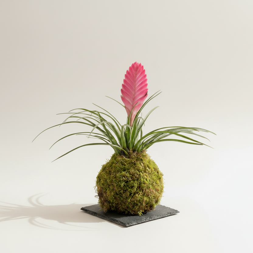 Tillandsia Kokedama