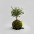 Ulivo Kokedama