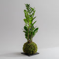 Zamioculca Kokedama