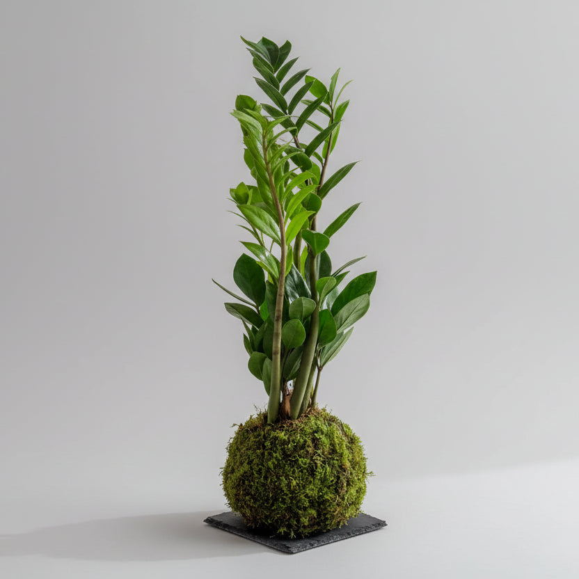 Zamioculca Kokedama